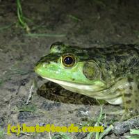 /home//u458753944/public_html/sourcegallery//Frogs/More bullfrogs/P6080131.JPG